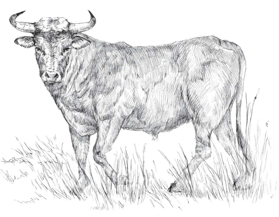 Illustration of a cow looking at the viewer