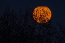 red moon against a black background at night