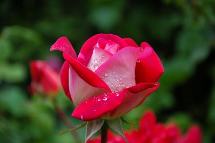 single rose in selective focus against green background