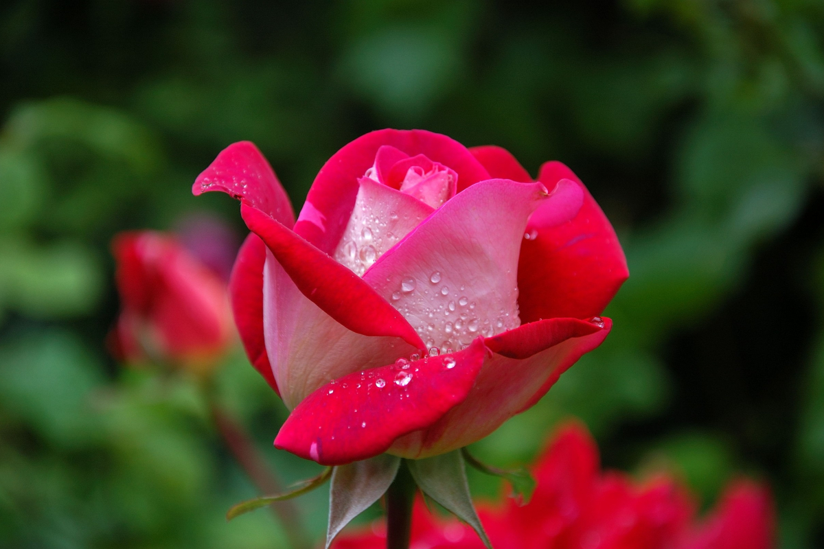 single rose in selective focus against green background