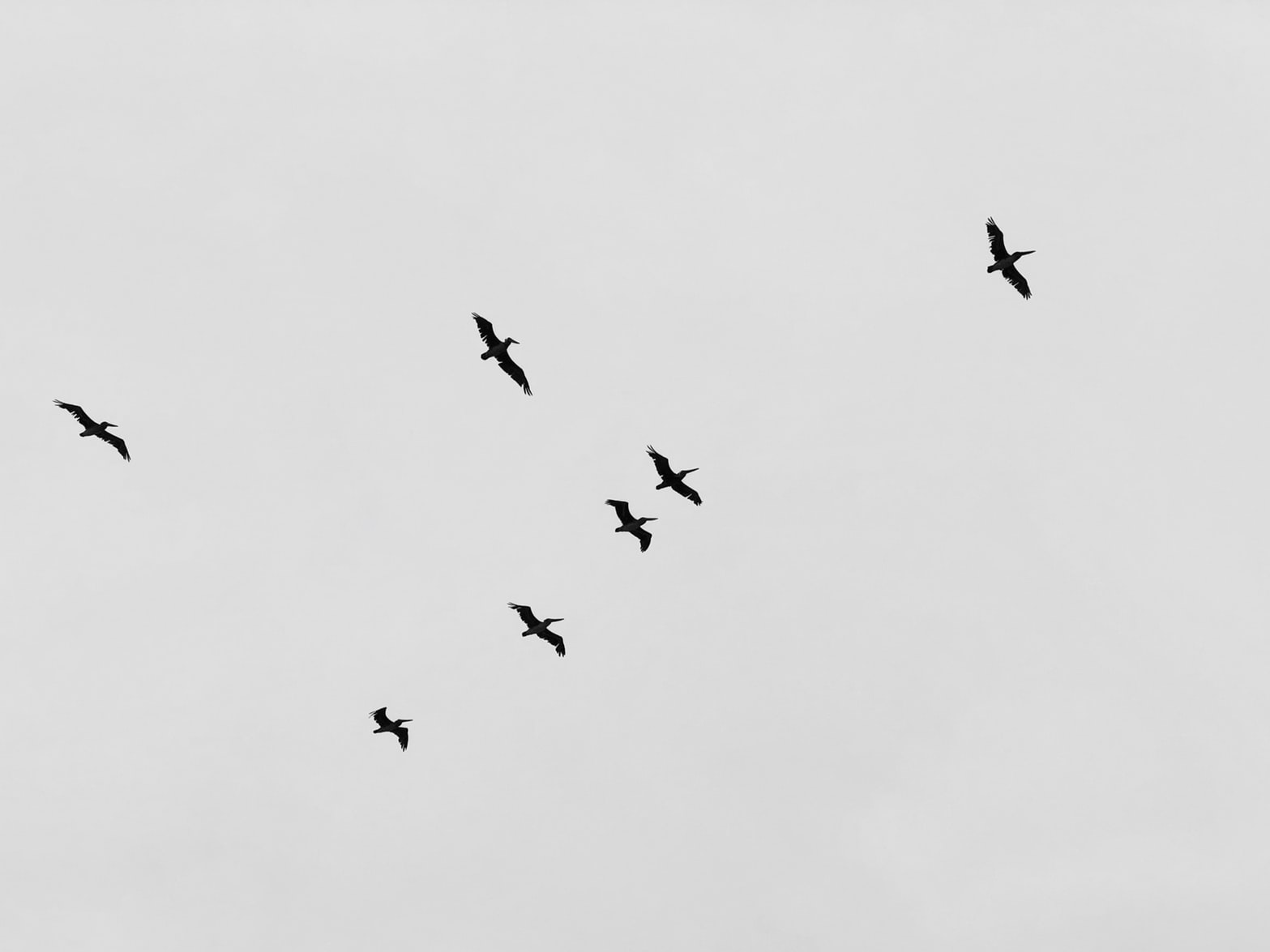 grayscale birds flying in a group