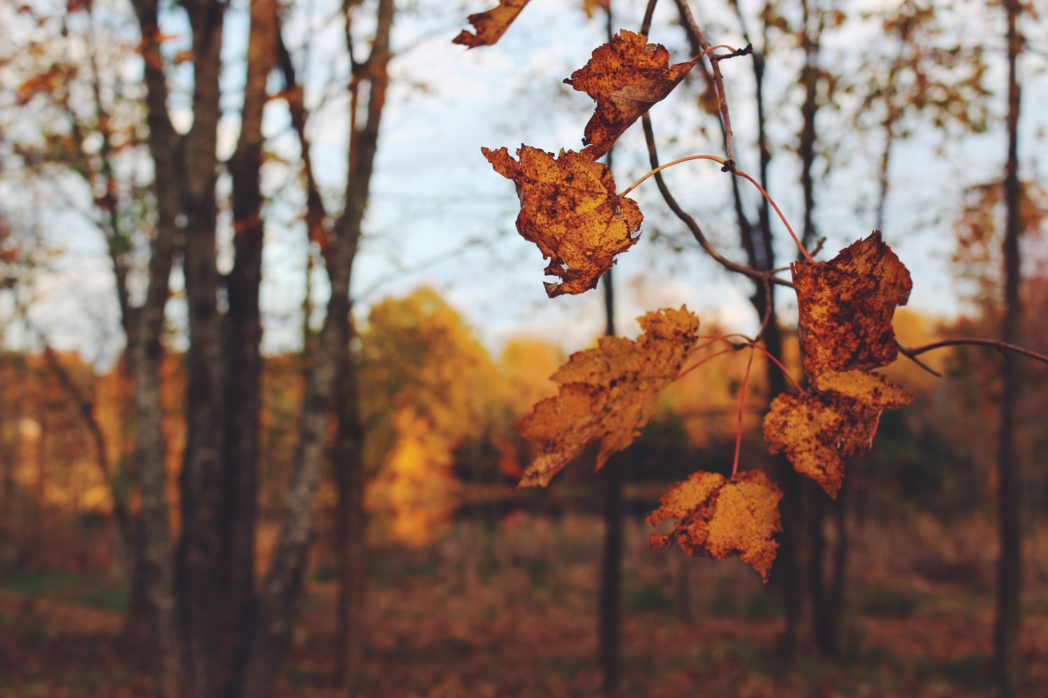 selective focus on leaves outside in forest during fall