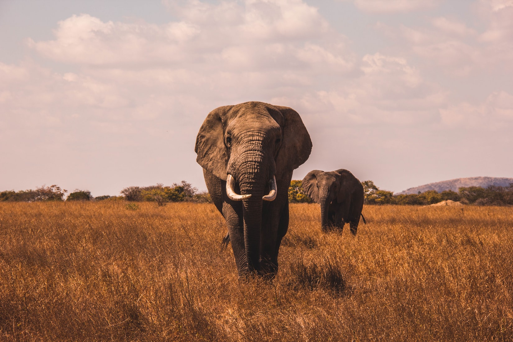 two elephants walking across plain