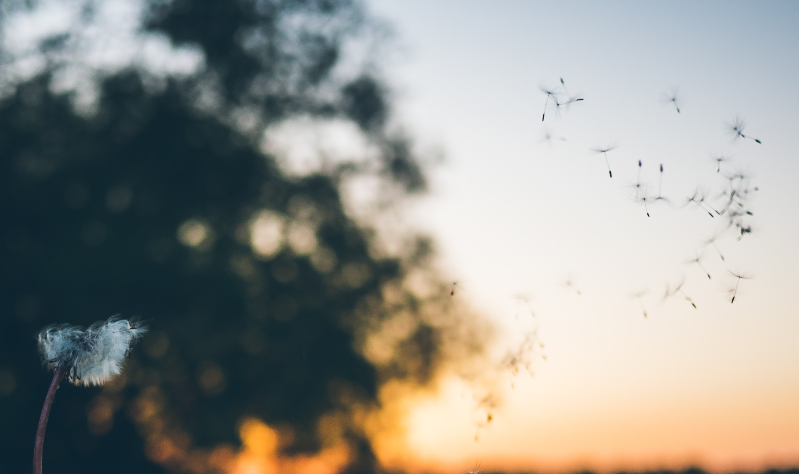 A dandelion is blown and its seeds are flying through the air. It's important to step out of the way when God is working, trust that He will blow away the doubt in your non-believing friend's mind.