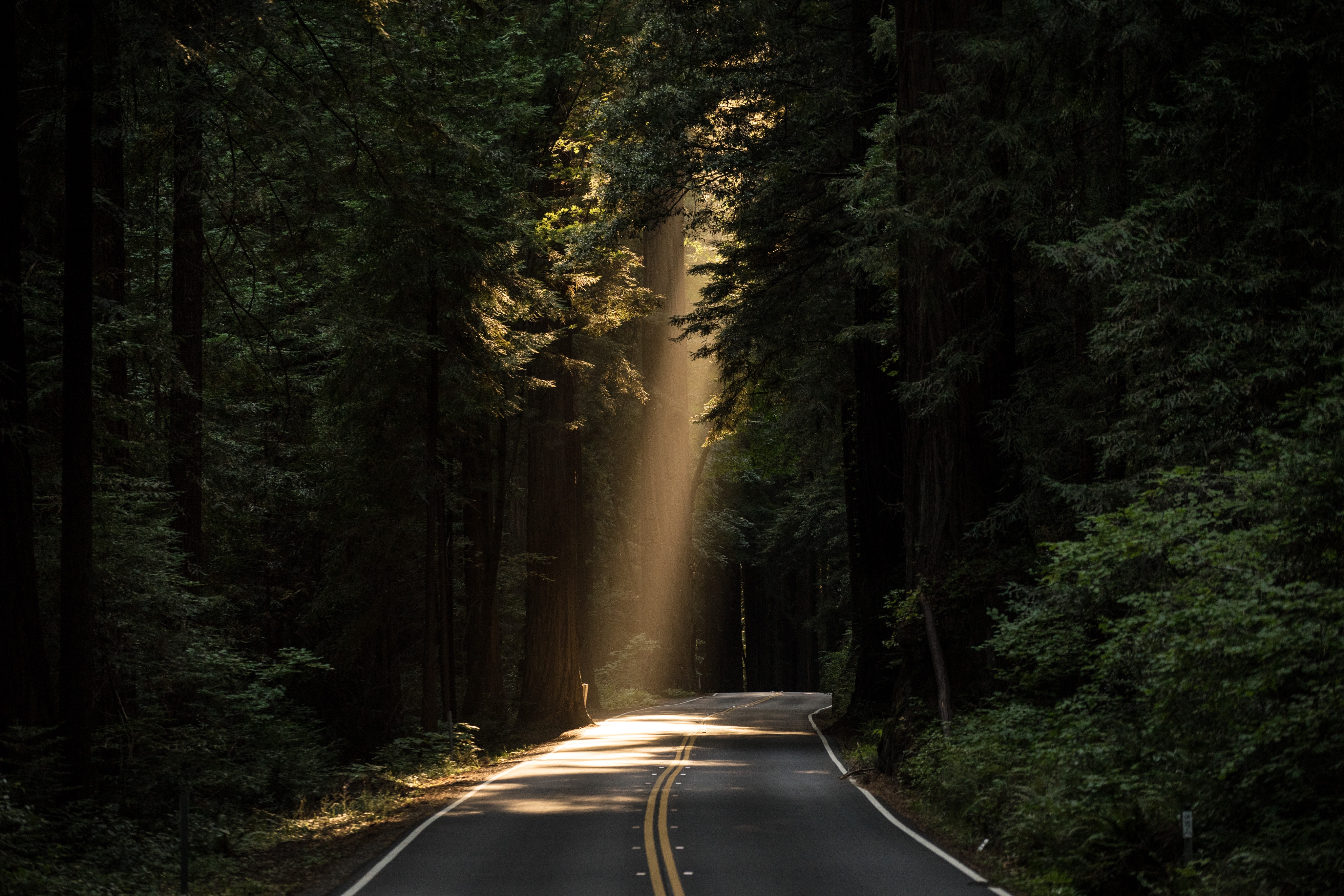 A stream of sunlight pours in through a canopy of trees and illuminates a section of a roadway. God shows up in all the little details of life, He sustains the living and moves the sun, He keeps the road in place and provides the air. We can trust God because He does all this for our good.