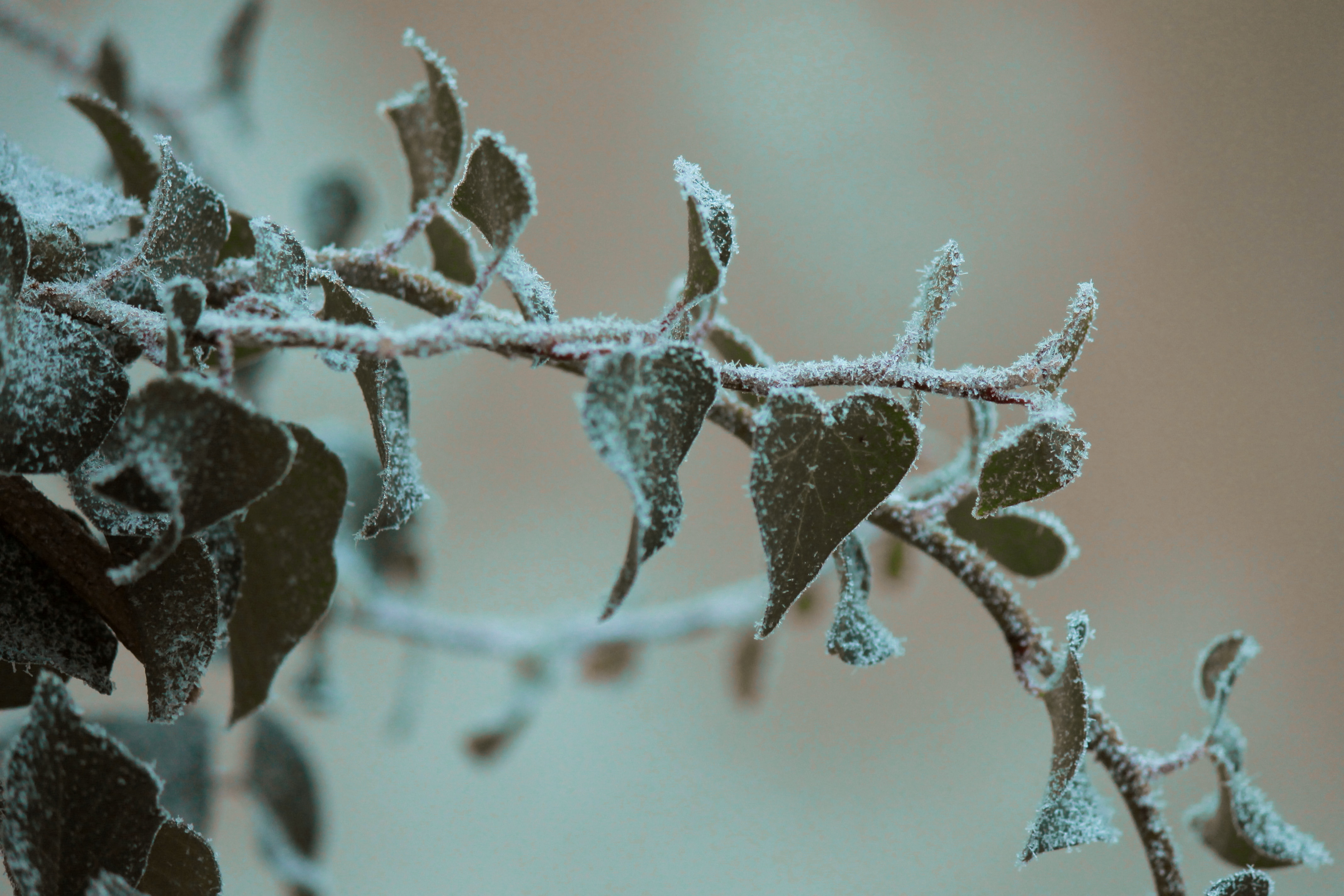 A frosty branch covered in green leaves is seen in close up.