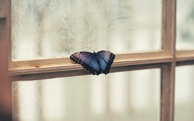 A beautiful blue and black butterfly sits on a window ledge. God offers hope to even the most hopeless-seeming situations. 