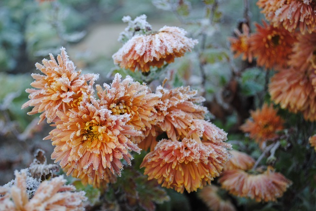 Orange flowers droop under the weight of early morning frost. Recovery from grief can seem overwhelming, but with God you can do it!