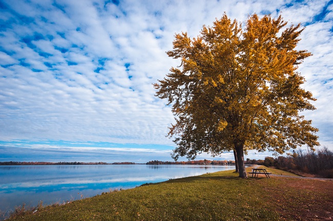 A beautiful large tree is seen on the edge of a lake with a slightly cloudy, blue sky behind it. Is beauty in nature something we can have gratitude about? We can pray to God and thank Him for it!