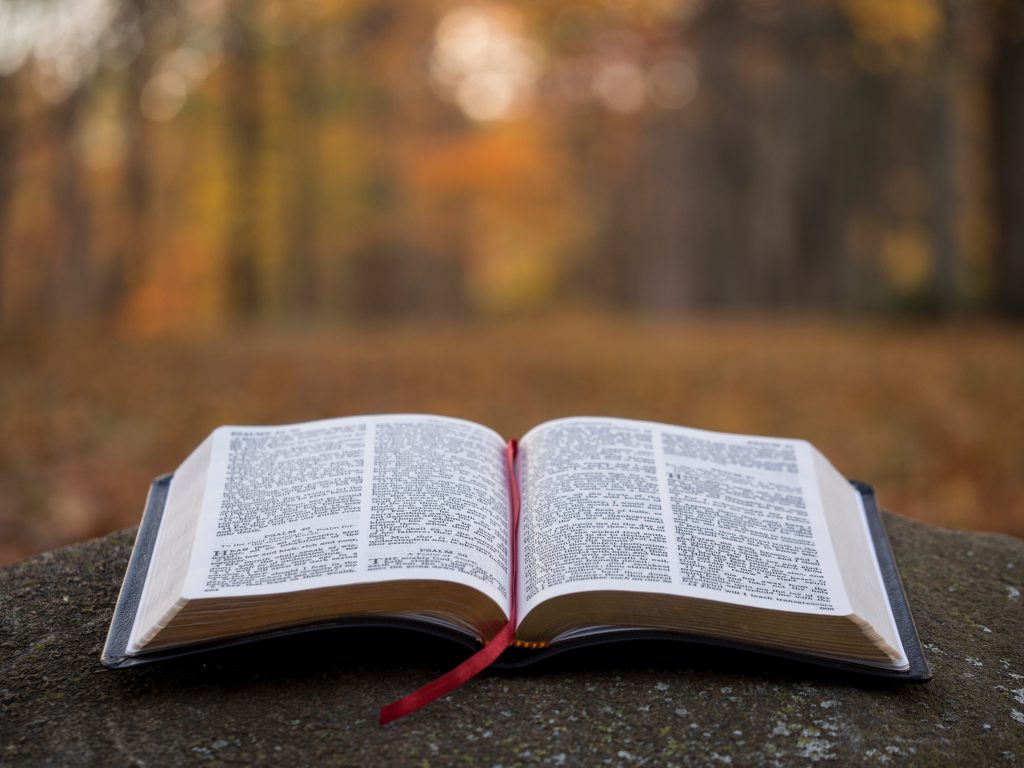 A new Bible just waiting to be read with a new believer's bible study, sits on top on a stone in the woods.