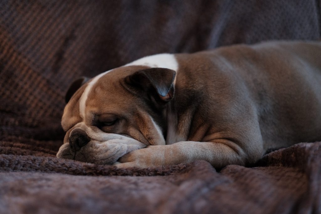 Dog asleep on a couch. Best devotionals for new believers.
