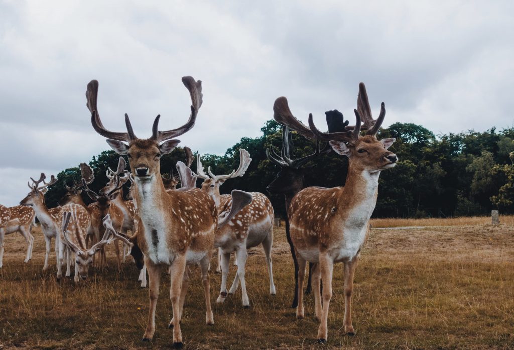 Reindeer, heavily associated with Santa Claus and a western tradition of Christmas, as pictured in a herd standing in a field with tress behind them. Santa is okay to include in Christmas, as long as Jesus Christ is the most important figure in your celebrations.