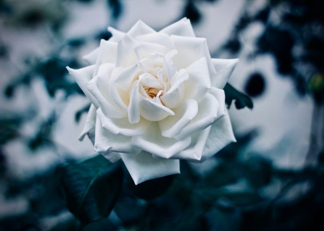 An image of a single, beautiful, white rose. Illustrating the peace you can find in true forgiveness of others.