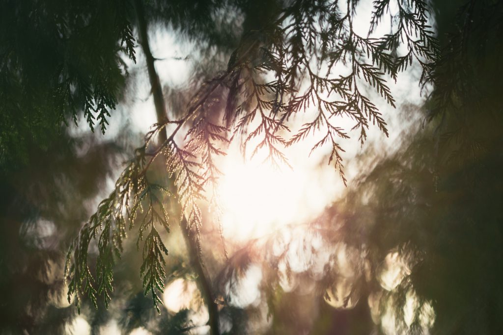 Soft sunlight is seen through the branches of a tree or fern. Lament is defined by author Aubrey Sampson.